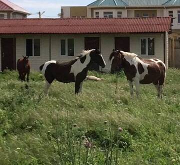 Фото номера Номер &quot;Стандарт&quot; Гостевой дом Villa Angelika г. Поповка 90